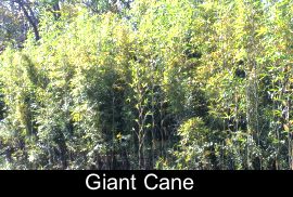 Giant Cane