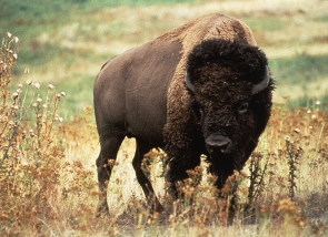 American Bison